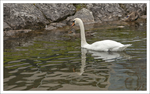 Лебеди обитают в Халльштаттском озере, начиная с середины 19-го века.