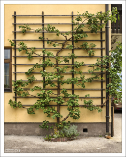 Шпалера для фруктовых деревьев.