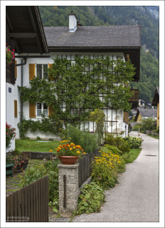 Распятые деревья Халльштатта.