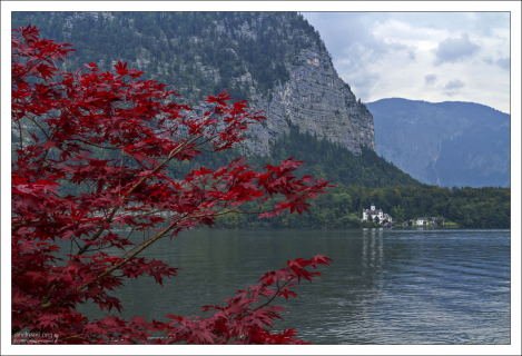 Японский клён на берегу озера Гальштаттзее.