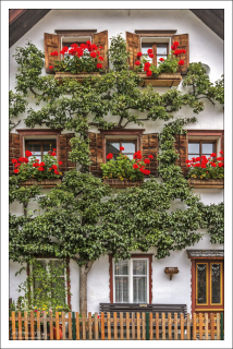 Плоские деревья - традиционный вид украшения в Халльштатте.