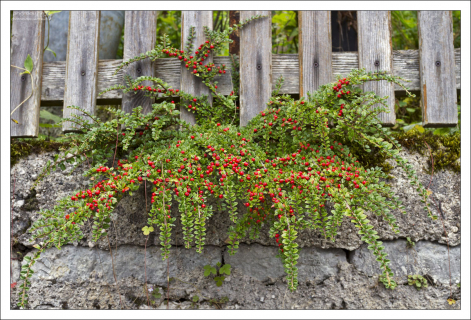 Пышная растительность на улочках городка.