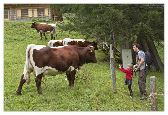 Гигантские австрийские бурёнки.