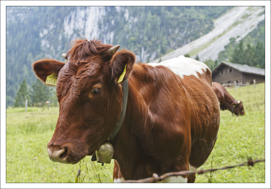 Корова подошла знакомиться.