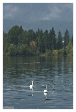 В озере Wolfgangsee водится очень много рыбы и лебедей.