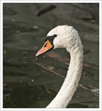 Лебедь после ныряния.