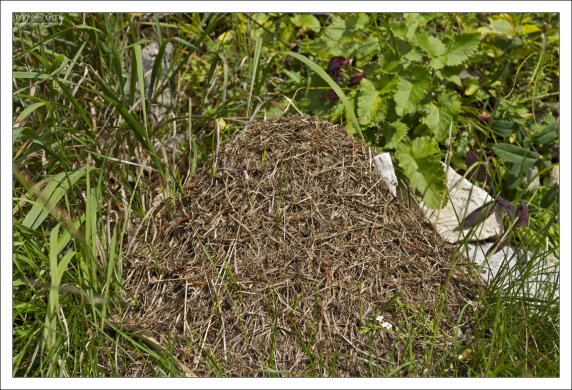 Муравейник на обочине тропы.