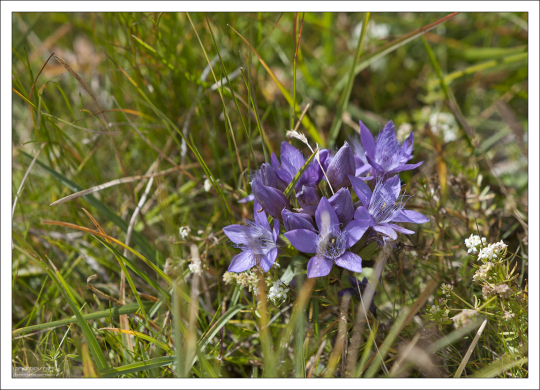 Цветы Горечавки (или Генциана), входящей в состав практически всех немецких горьких алкогольных напитков.