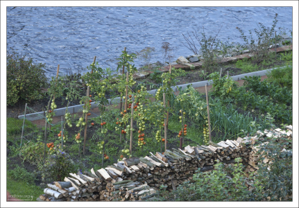 Огород на берегу реки.