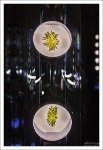 Особо ценные экземпляры влтавина в запаянных ячейках.