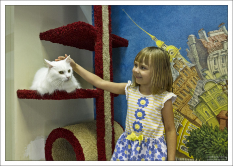 Саша и белоснежный кот Валлен в «Республике Кошек».