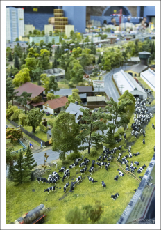 Коровы идут на выпас.