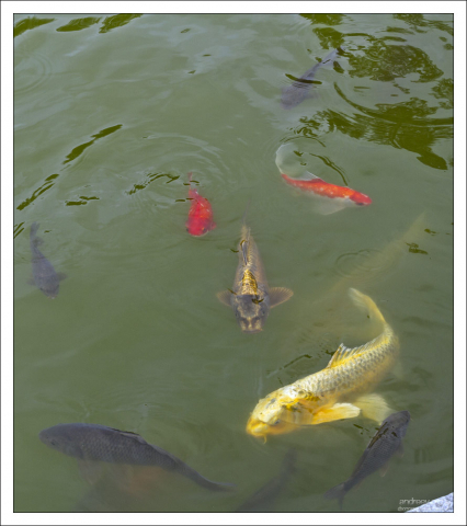 Японские карпы в пруду во дворе аббатства.