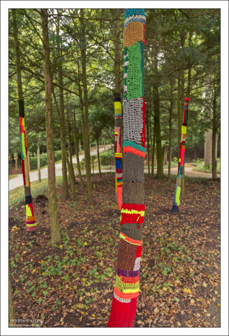 Заботливо укутанные шарфами молодые деревья.