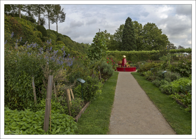 Секция с лекарственными растениями.