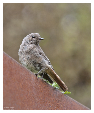 Мухоловка в монастырском саду.
