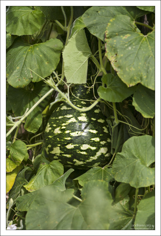 Плод лагенарии из тыквенного семейства.