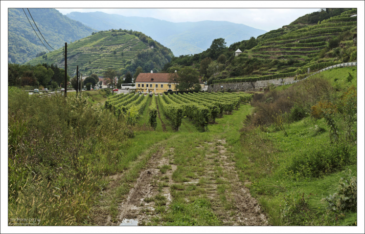 Регион живет за счет виноделия и выращивания фруктов.