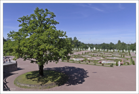 Один из двух огромных дубов перед северным фасадом Большого дворца.