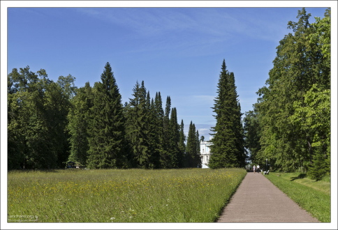 Полукилометровая просека к Катальной горке, обсаженная пихтами.