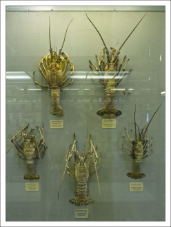 Лангусты в Зоологическом музее.