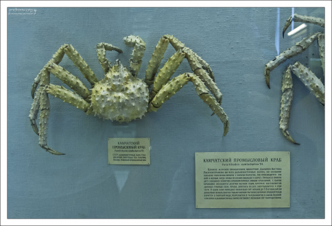 Камчатский промысловый краб - один из самых крупных ракообразных Дальнего Востока.