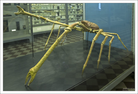 Длиннолапый японский краб. Встречается на больших глубинах у берегов Японии. Достигает трех метров в размахе клешней.