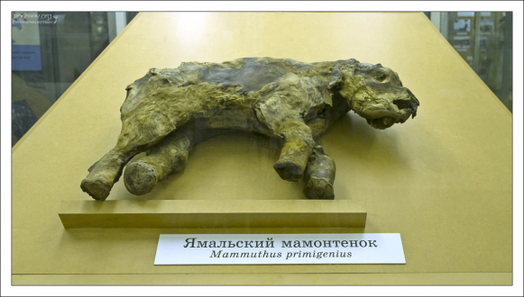 Ямальский мамонтёнок (мамонтёнок Маша) — сохранившийся в вечной мерзлоте экземпляр самки шерстистого мамонта возрастом 2—3 месяца, обнаруженный в 1988 году на восточном побережье полуострова Ямал. Радиоуглеродный анализ указывает, что возраст Ямальского мамонтёнка около 39 000 лет.