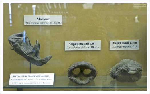 Кончик хобота разных слонов.