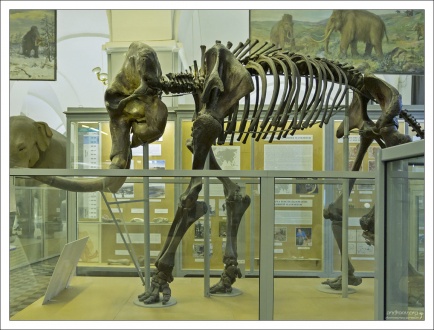 Скелет Березовского мамонта. Труп мамонта обнаружил охотник-эвен Семён Тарабыкин на берегу реки Берёзовки, правого притока Колымы, в августе 1900 года. Возраст - около 44 000 лет.