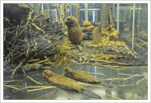 Диорама о бобрах.