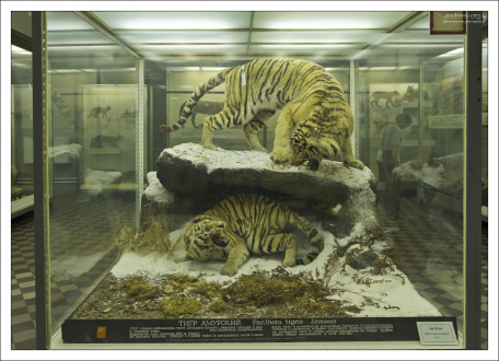 Диорама с Амурскими тиграми.