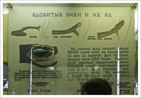 Как кусает змея.