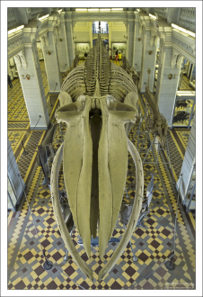 Скелет Синего кита. Вид со второго этажа Зоологического музея.