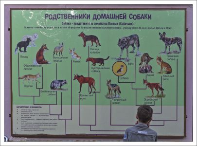 Родственники собаки.