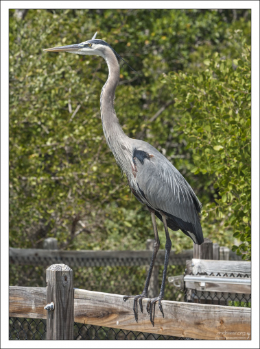 Большая голубая цапля - крупная птица семейства цаплевых, распространённая в Новом Свете.