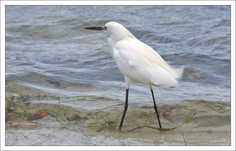 Snowy egret - белая американская цапля.