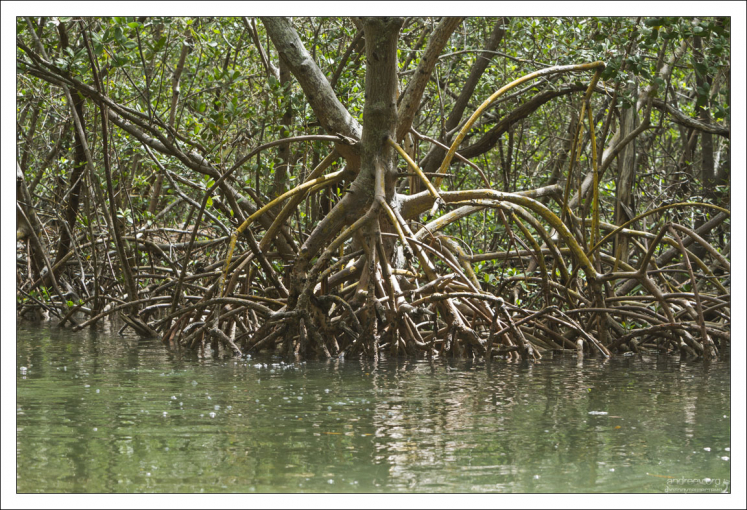 Деревья Ризофора мангле, более известные как Red Mangroves.