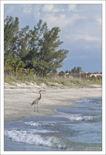 Цапля охотится.