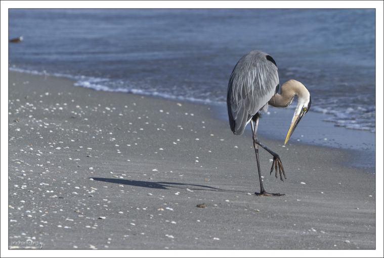 Большая голубая цапля во время вечернего моциона.