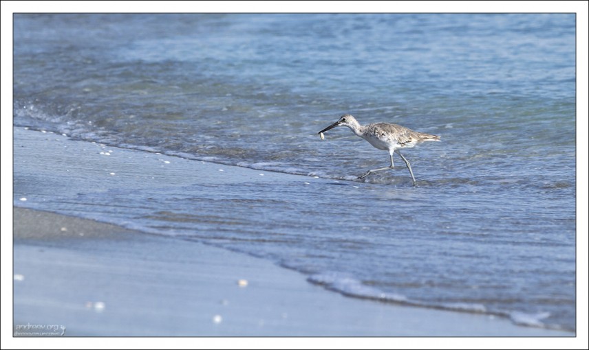 Перепончатопалый улит (Willet) - птица из семейства бекасовых, с добычей.