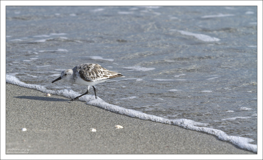 Небольшой бекас - песчанка (Sanderling).