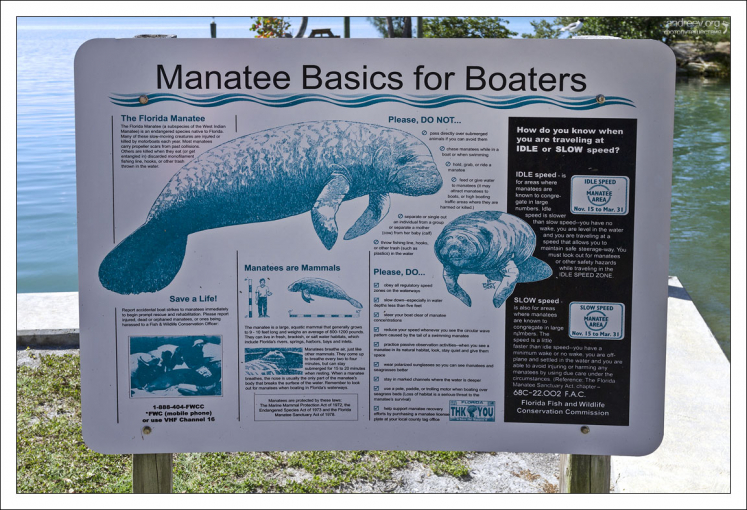 Правила поведения при встрече с ламантинами.