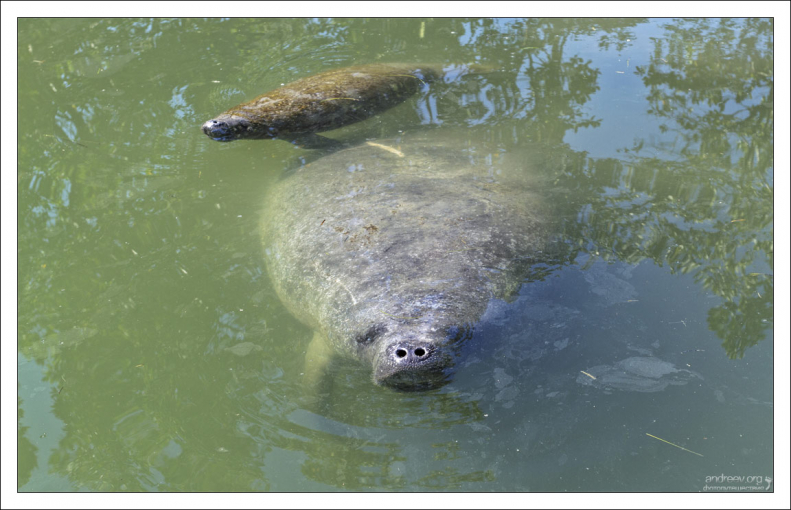 Обычно у самки ламантина каждые 3—5 лет появляется один детеныш.