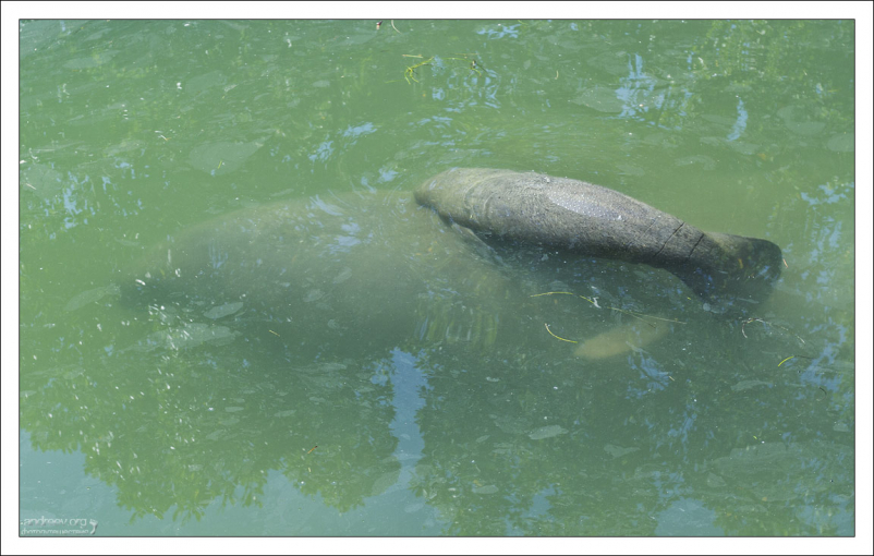 Только что родившийся ламантиненок имеет длину около 1 метра, а весит 20—30 кг.