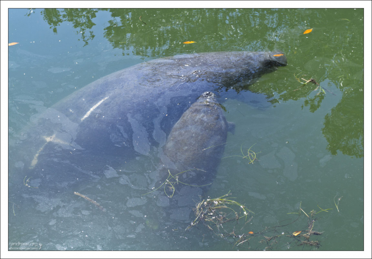 Мать-ламантинша долго кормит малыша молоком, хотя уже через три недели он может есть водоросли.