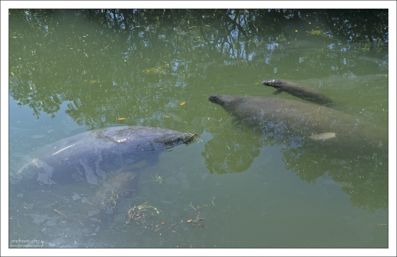 Семейство ламантинов.
