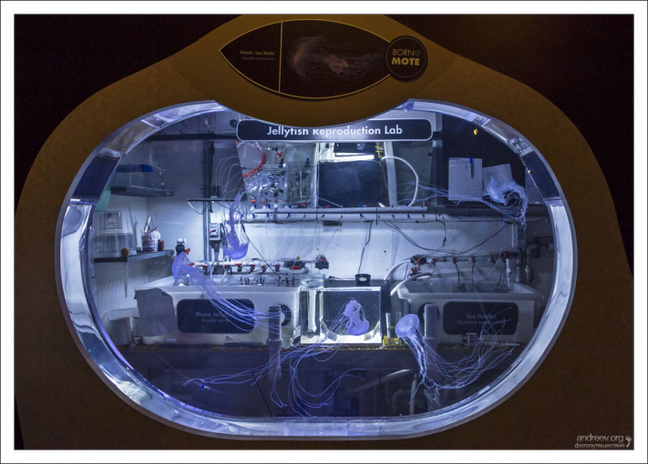 Исследовательская лаборатория-аквариум Mote Marine lab в городе Sarasota.