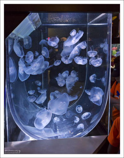 Выведенные в лаборатории медузы.