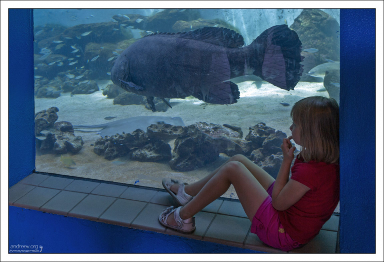 Гуаса, или Атлантический гигантский групер может дорастать до двух с половиной метров, и весить 360 кг.